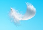 Feather