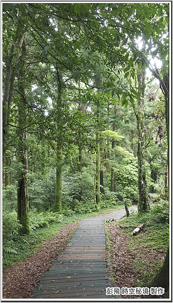 東眼山國家森林遊樂區