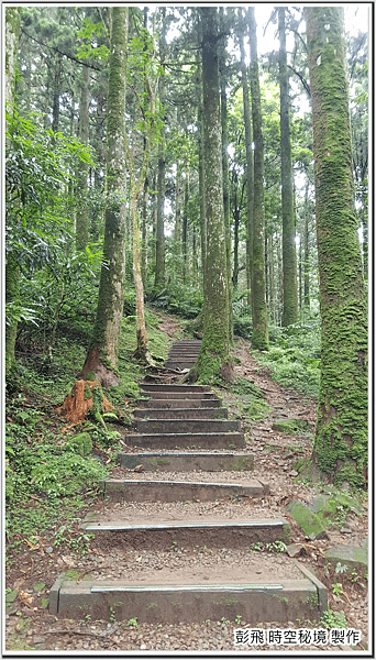 東眼山國家森林遊樂區