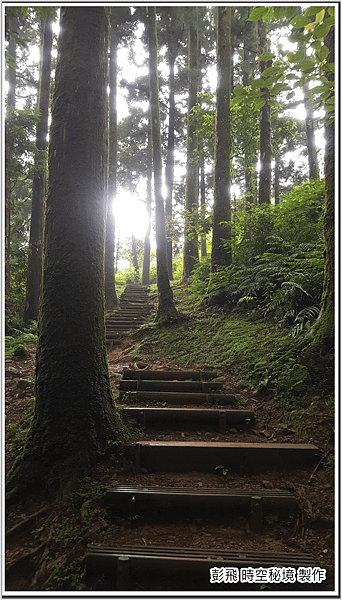 東眼山國家森林遊樂區