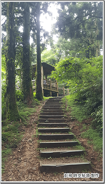 東眼山國家森林遊樂區