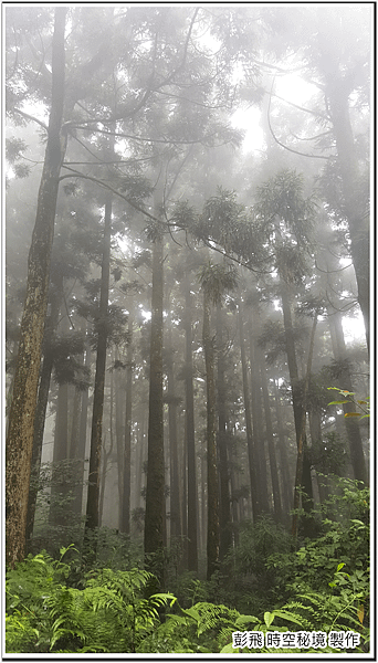 東眼山國家森林遊樂區