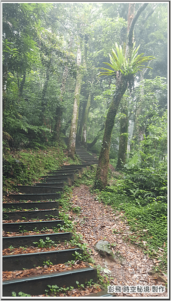 東眼山國家森林遊樂區