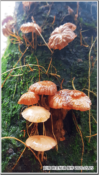 東眼山國家森林遊樂區