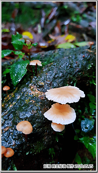 東眼山國家森林遊樂區