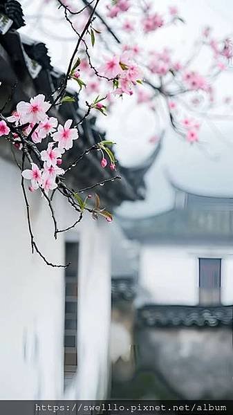 漫步雲端分享● 十里桃花開，芳菲入心來