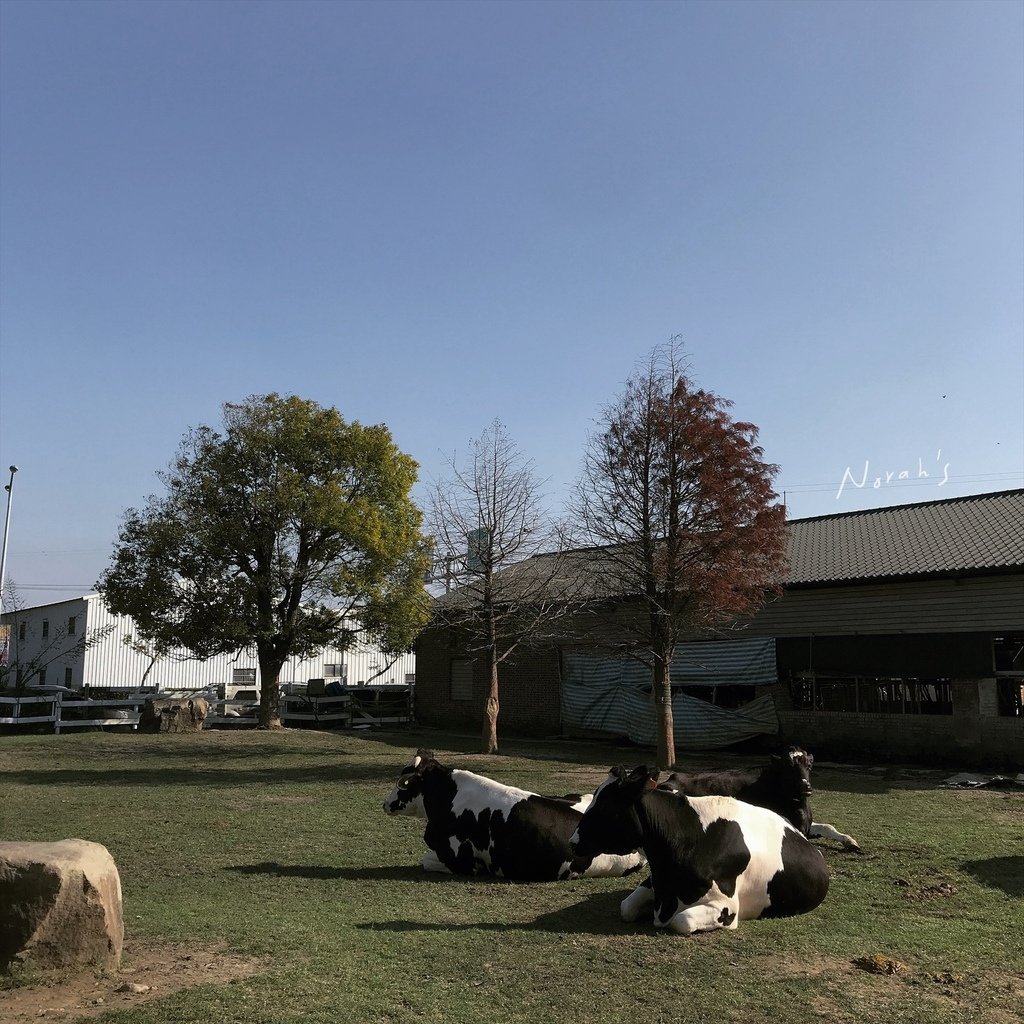 千巧谷牛樂園牧場_乳牛