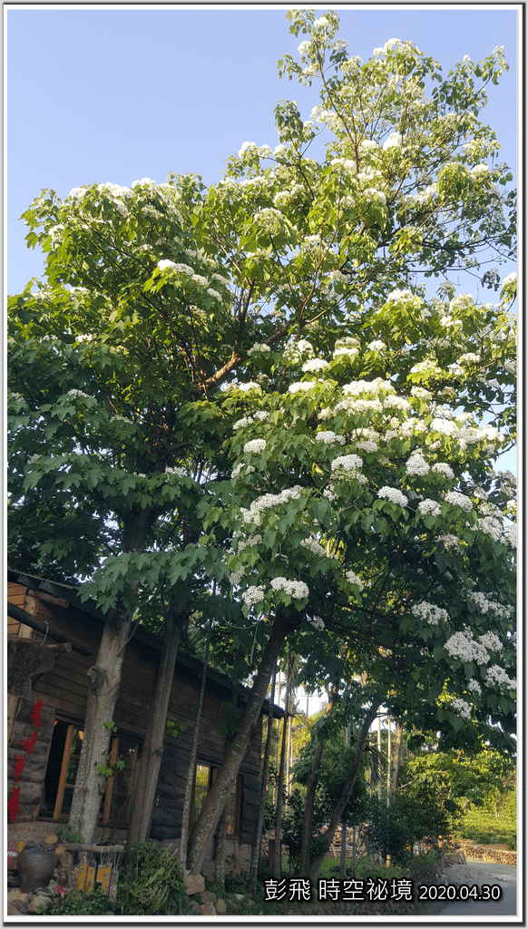 桃園龍潭『和窯文創園區』賞桐花。