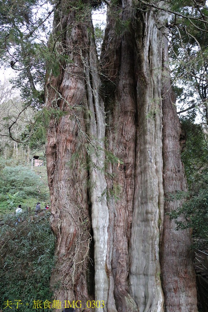 阿里山公路 鹿林神木 台灣排名第二的大神木