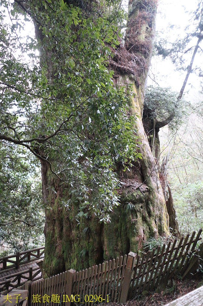 阿里山公路 鹿林神木 台灣排名第二的大神木