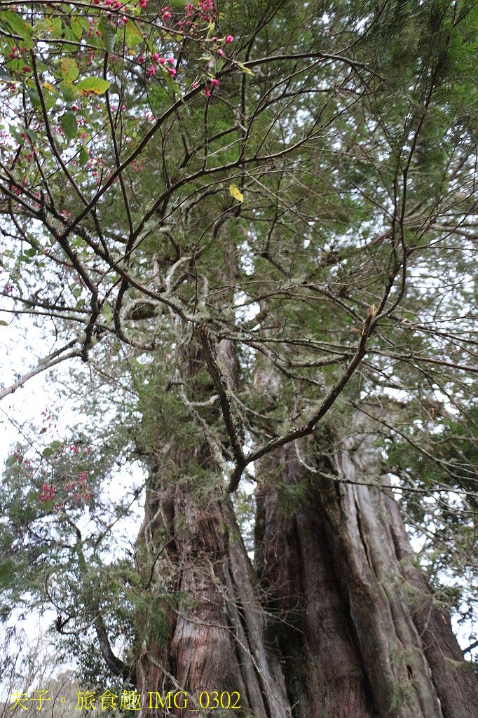 阿里山公路 鹿林神木 台灣排名第二的大神木