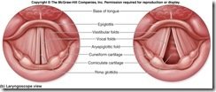 f25-5b_vocal_folds_lary_c