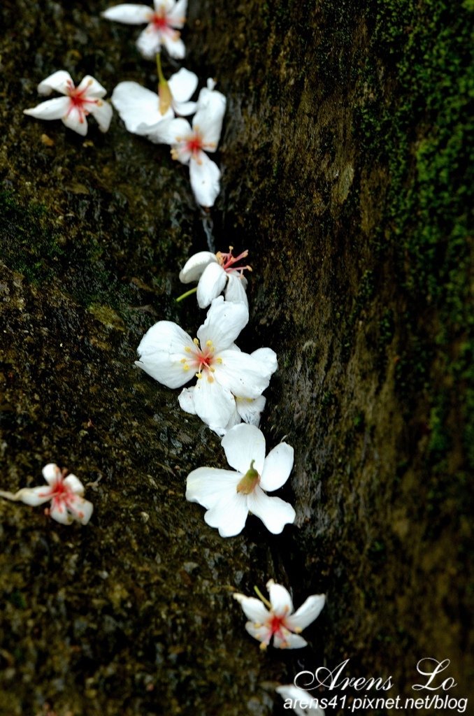 夢幻桐花道 (110)