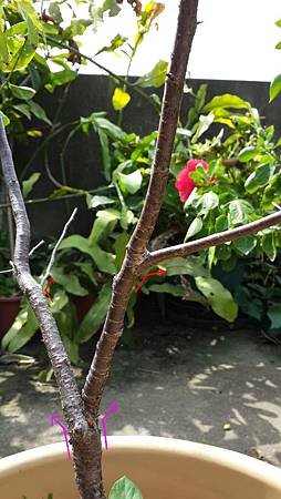 新竹市安親班-佑孳認識植物「莖」(3上)