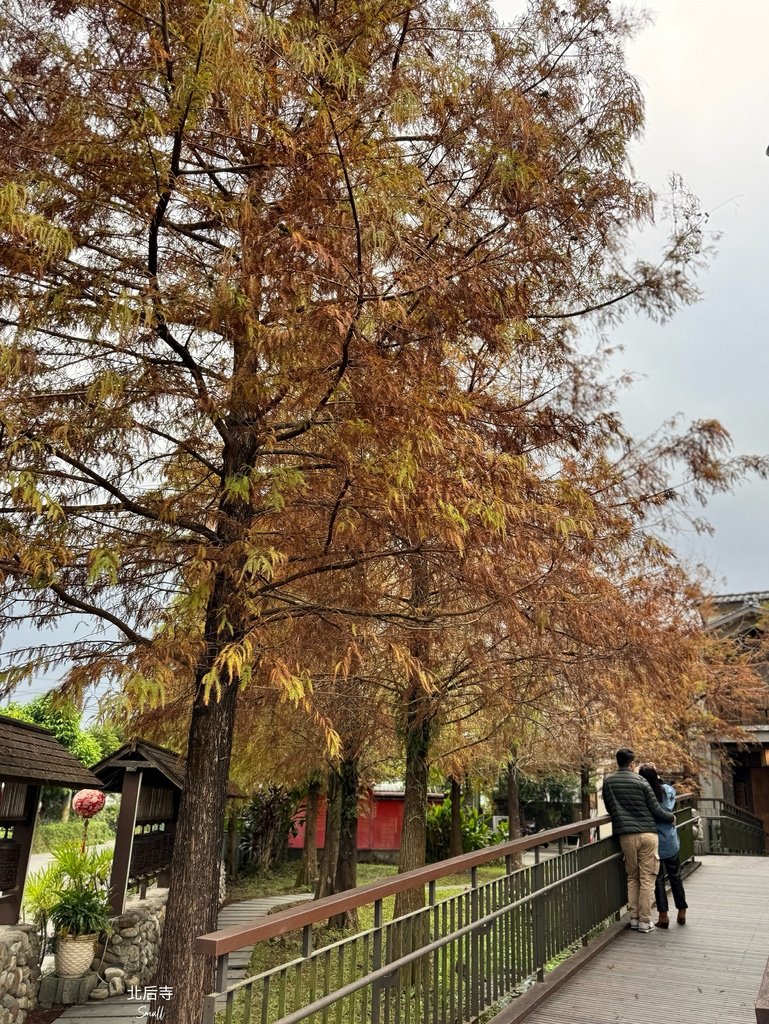 宜蘭落羽松秘境大集合，七個免門票景點通通告訴你，一起沉醉在橘