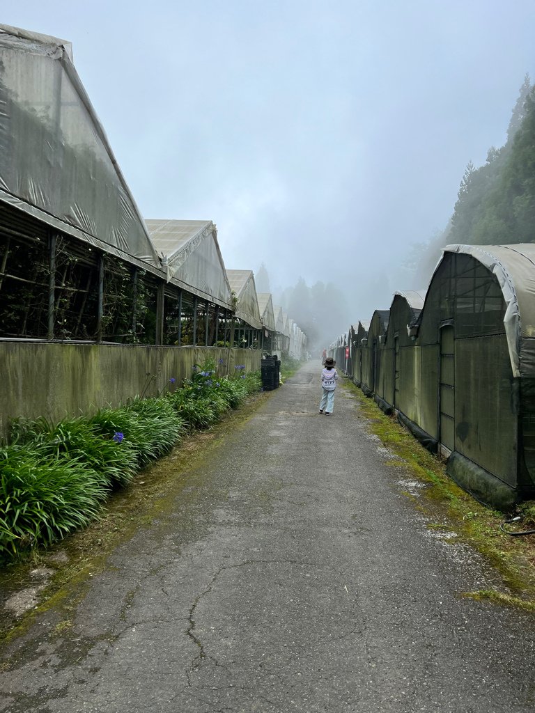 南投景點,南投景點親子,仁愛鄉景點,台大梅峰農場,採水蜜桃,採水蜜桃推薦,水蜜桃,高麗菜