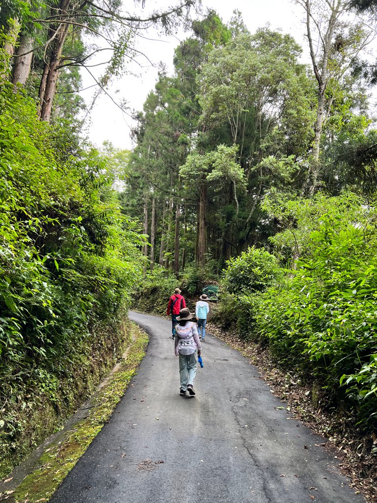 南投景點,南投景點親子,仁愛鄉景點,台大梅峰農場,採水蜜桃,採水蜜桃推薦,水蜜桃,高麗菜