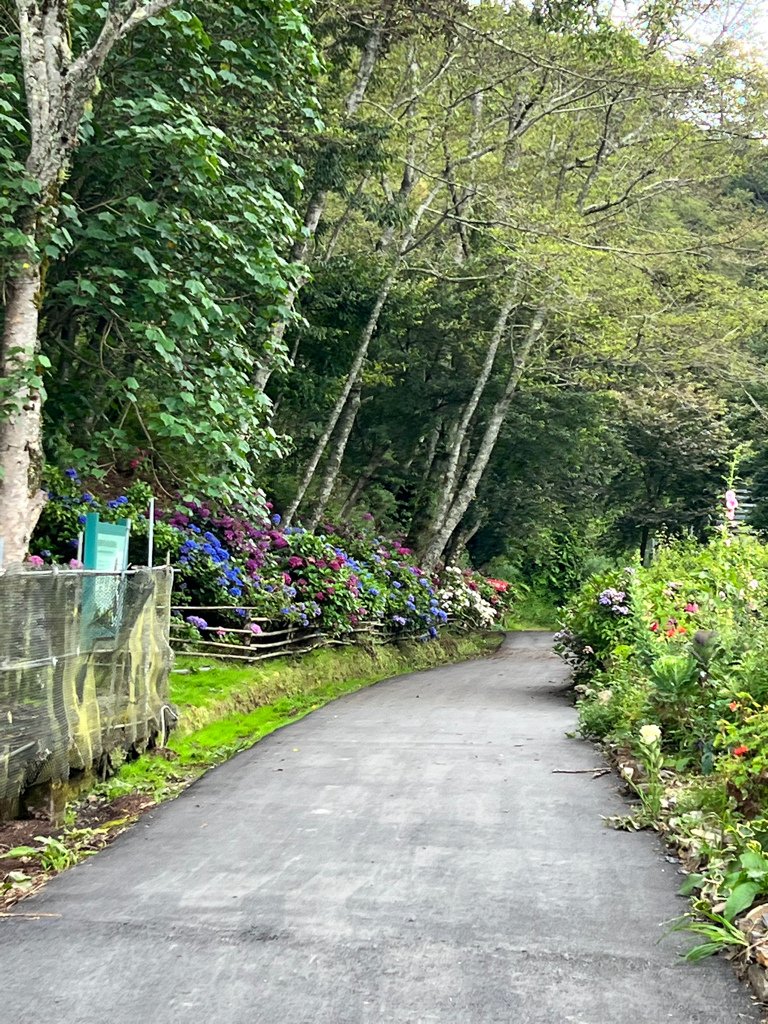 南投景點,南投景點親子,仁愛鄉景點,台大梅峰農場,採水蜜桃,採水蜜桃推薦,水蜜桃,高麗菜