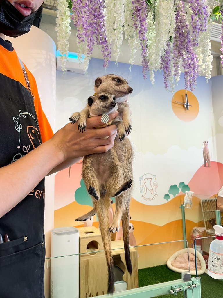 【人氣動物餐廳】台北松山小巨蛋站Meerkat75 Café