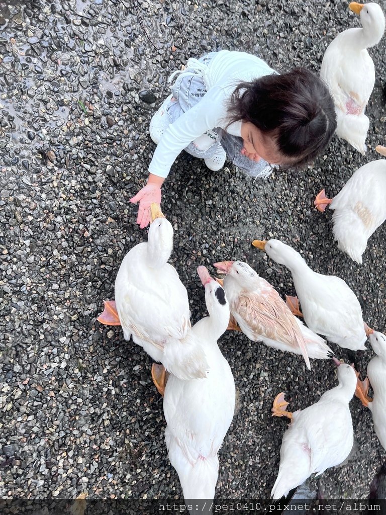 宜蘭親子景點 謝記農場 鴨寮故事館 參觀鴨鴨的家 近距離餵鴨