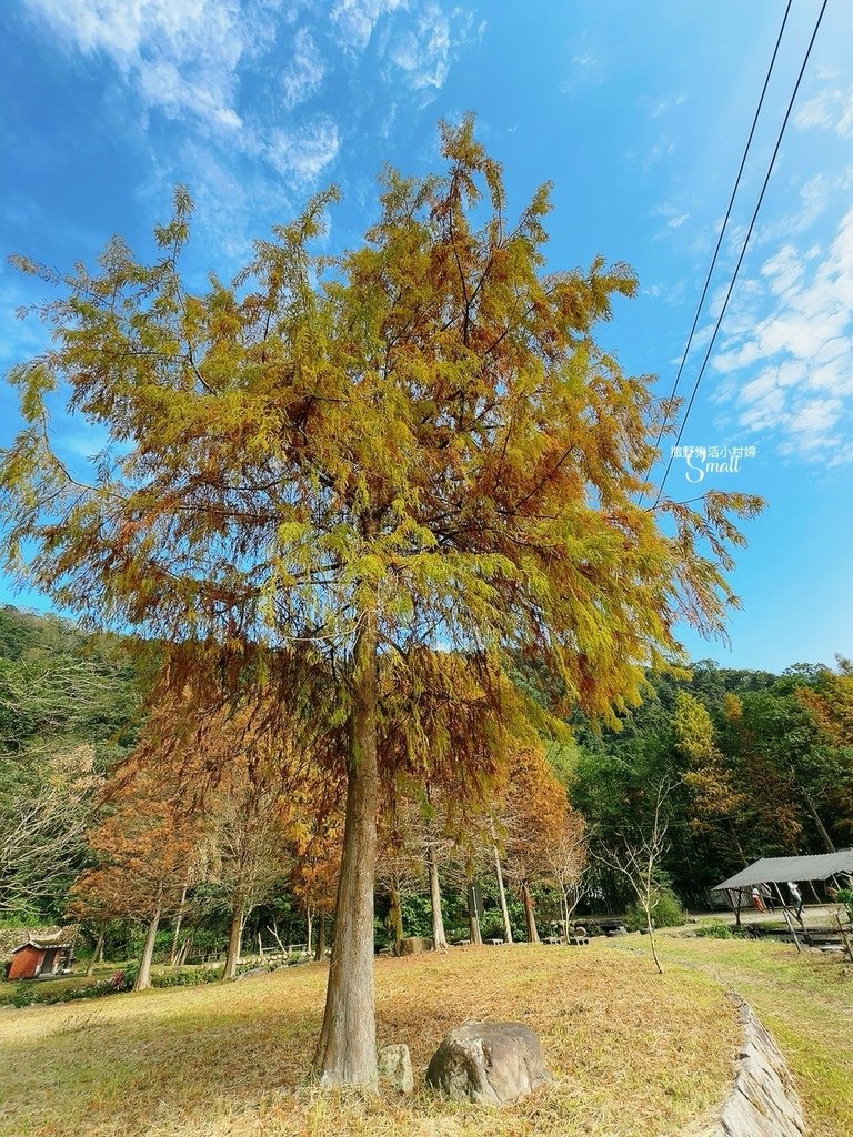 宜蘭落羽松秘境大集合，七個免門票景點通通告訴你，一起沉醉在橘