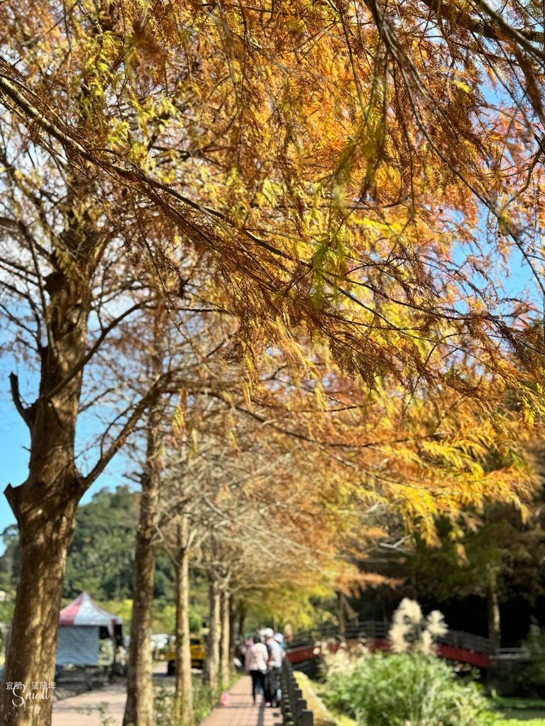 宜蘭落羽松秘境大集合，七個免門票景點通通告訴你，一起沉醉在橘