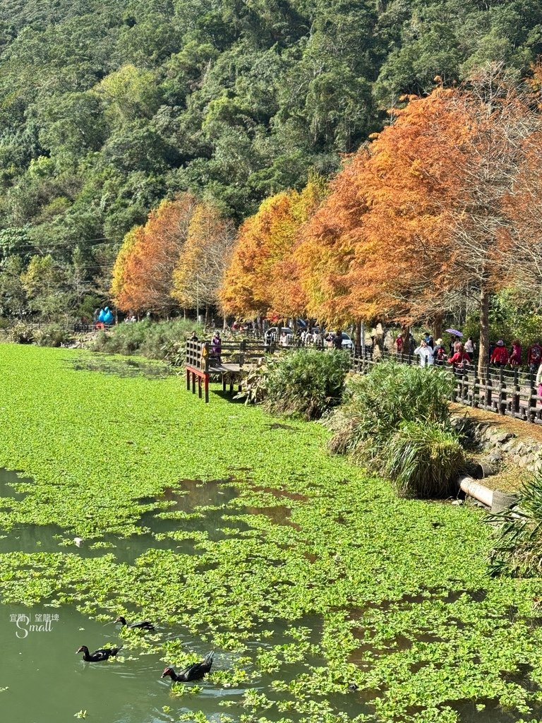 宜蘭落羽松秘境大集合，七個免門票景點通通告訴你，一起沉醉在橘