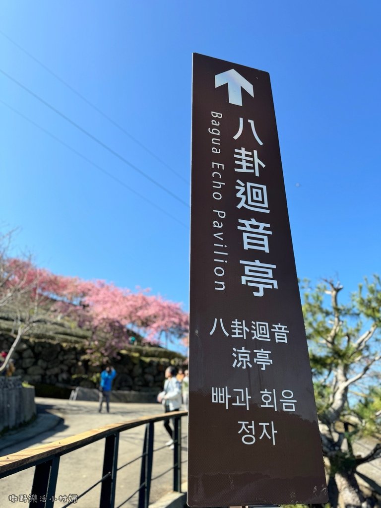 中部最美櫻花隧道【八卦茶園】青山藍天、茶園粉櫻一次盡收，迴音