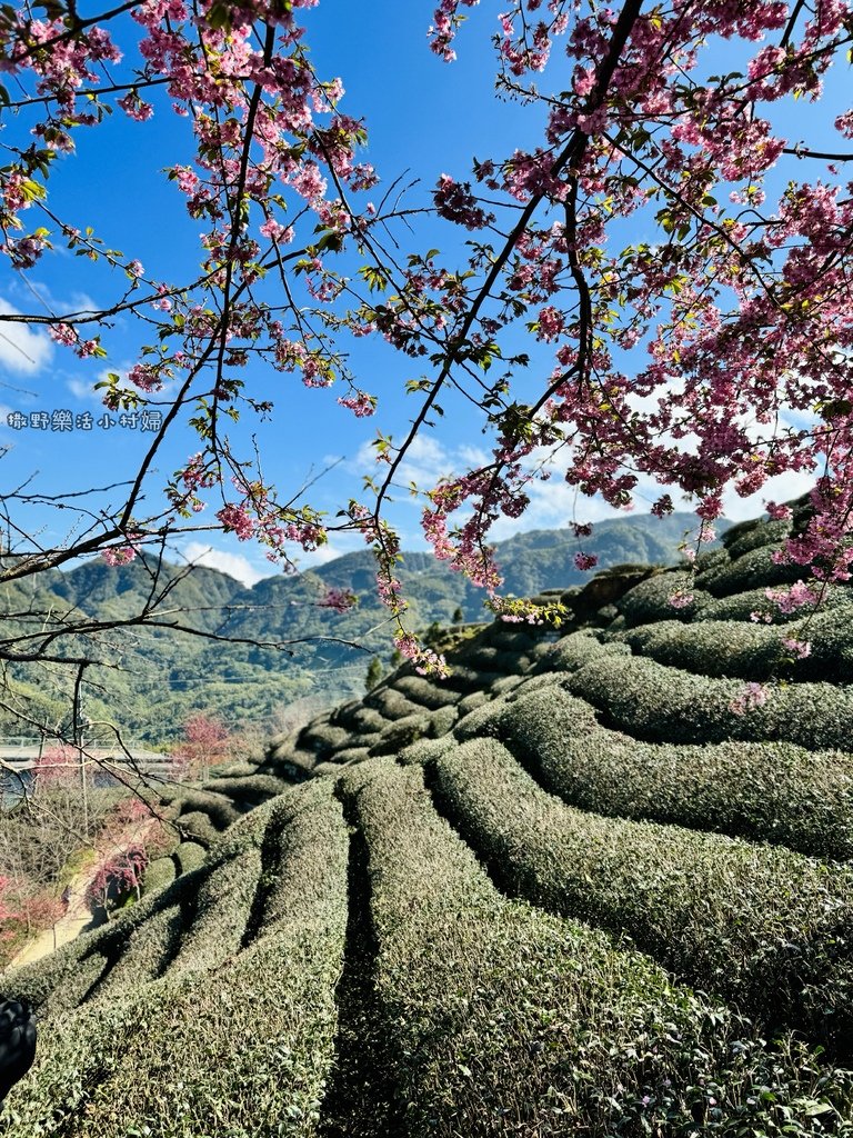 中部最美櫻花隧道【八卦茶園】青山藍天、茶園粉櫻一次盡收，迴音