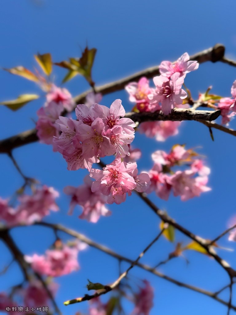 中部最美櫻花隧道【八卦茶園】青山藍天、茶園粉櫻一次盡收，迴音
