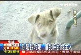 愛文盲狗