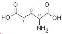 Glutamate 1-1