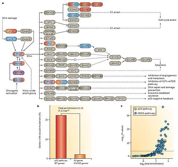 Somatic, causal mutations occur in a high proportion of p53 pathway genes.tif