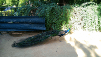 peacock.png