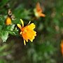 Calendula officinalis