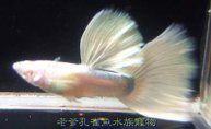 大背黃尾禮服白子-公.JPG