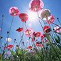1600x1200_Blue_Sky_Flowers_HM015_350A.jpg