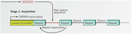 CRISPR novel spacer acquistion