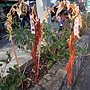 IMG_20170207_142424.jpg