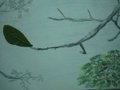 IMG_2557.JPG