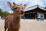 奈良公園