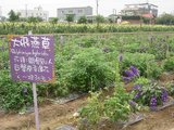 桃園縣-向陽農場-6.JPG