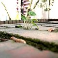 PICT0155.JPG