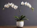 the Potted Butterfly Orchid3.jpg