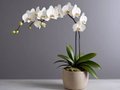 the Potted Butterfly Orchid2.jpg