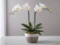 the Potted Butterfly Orchid1.jpg