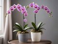 the Potted Butterfly Orchid4.jpg