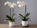 the Potted Butterfly Orchid6.jpg