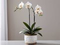 the Potted Butterfly Orchid5.jpg