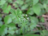 花色圖鑑-白花朵(白色系列)